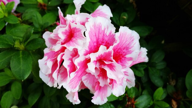 Close-up of pink peony flowers