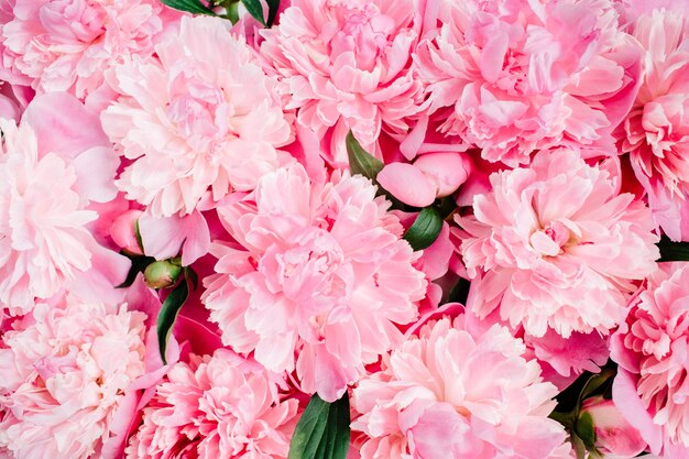 Close-up of pink peony flowers