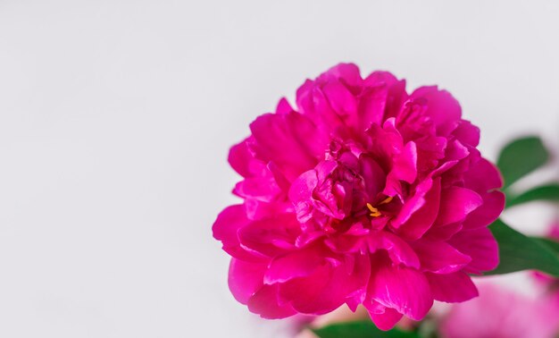 Close-up of a pink peony