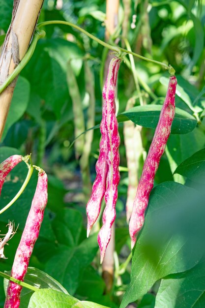 Photo close-up of pink plant