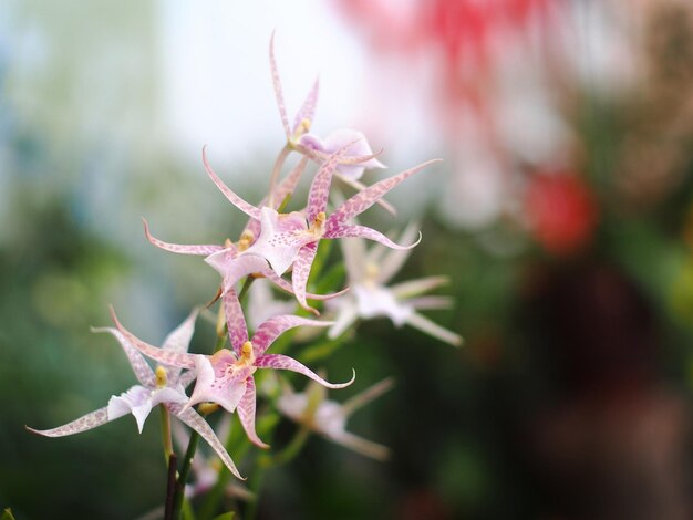 Foto prossimo piano della pianta rosa