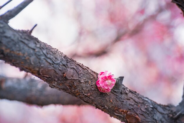 Foto close-up dei fiori di prugne rosa sull'albero