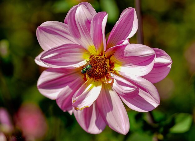 Foto prossimo piano del fiore rosa che impollina