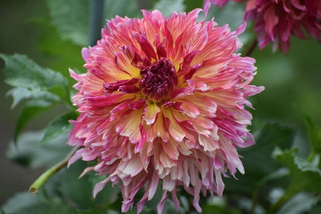 Foto prossimo piano del fiore rosa che impollina