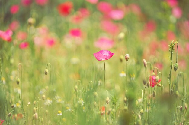 Close-up of pink poppy flowers blooming on field