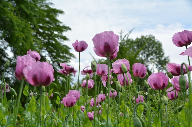 フィールドのピンクのマクピーの花のクローズアップ