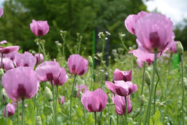 フィールドのピンクのマクピーの花のクローズアップ
