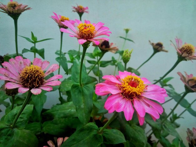 Close-up of pink and purple flowers