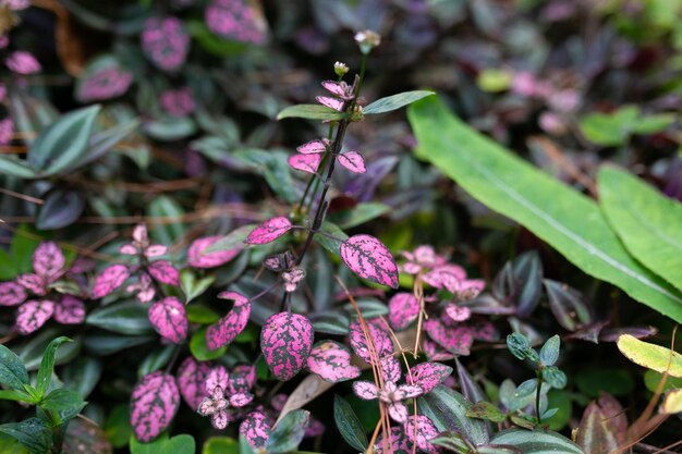 アグラオネマ植物のピンクと紫の葉のクローズアップ