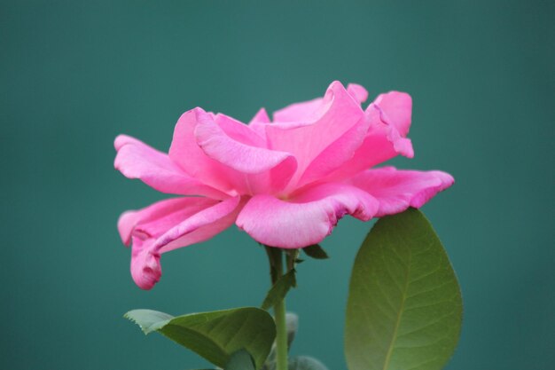 Close-up of pink rose against blue background