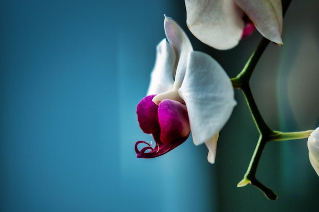 Foto close-up di una rosa rosa sullo sfondo blu