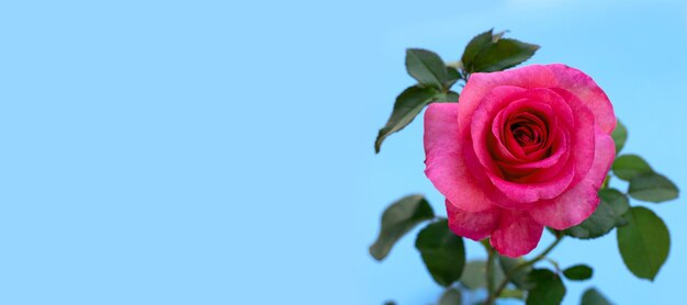 Close-up of pink rose against blue sky