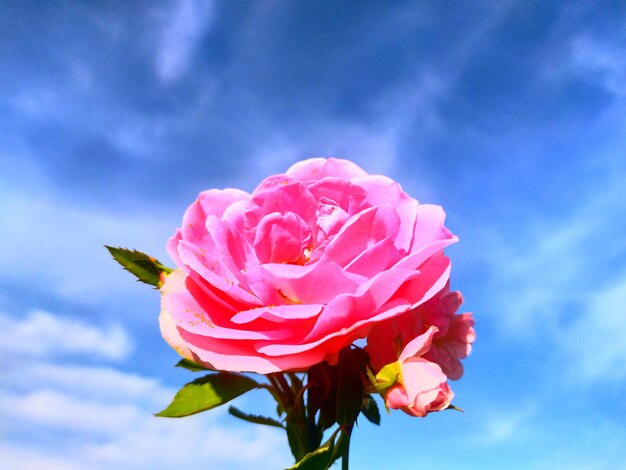 Foto close-up di una rosa rosa contro il cielo