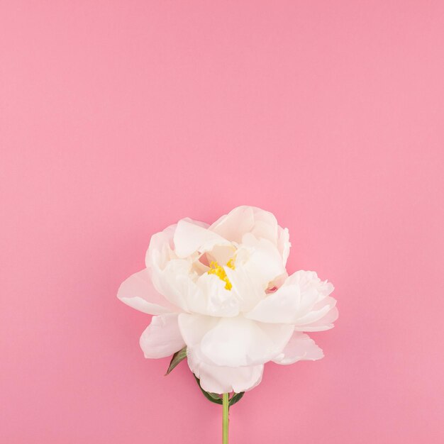 Photo close-up of pink rose against white background