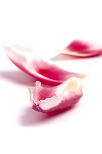 Photo close-up of pink rose against white background