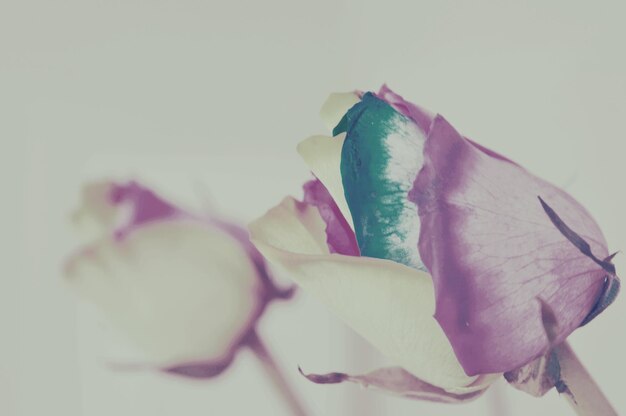 Photo close-up of pink rose against white background