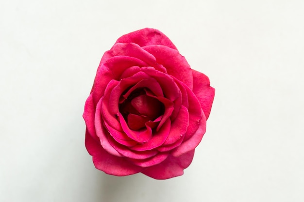 Photo close-up of pink rose against white background