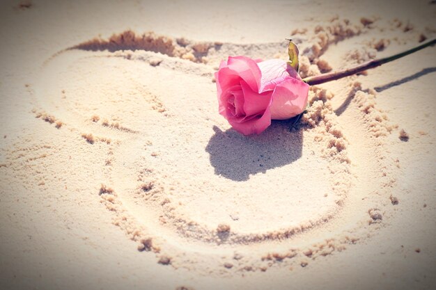 Foto close-up di una rosa rosa sulla spiaggia