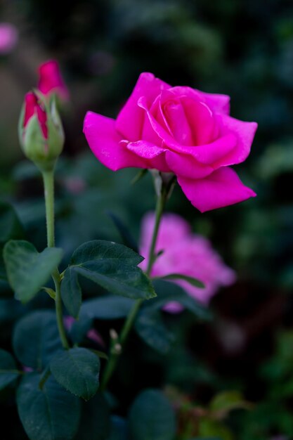 Close-up of pink rose in bloom