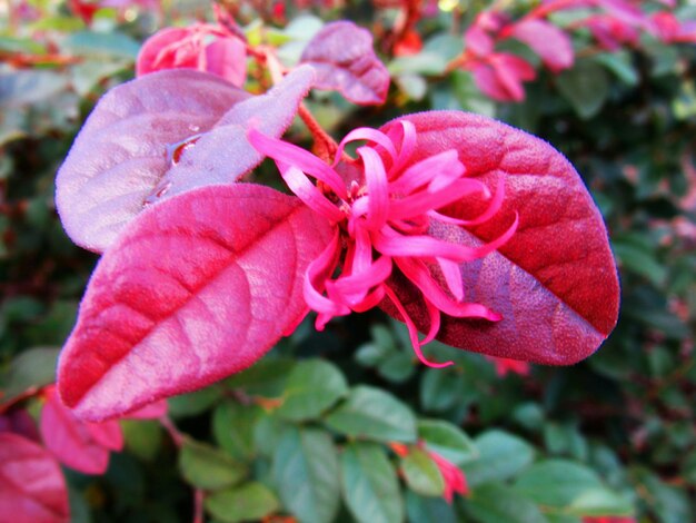 Close-up of pink rose blooming in garden