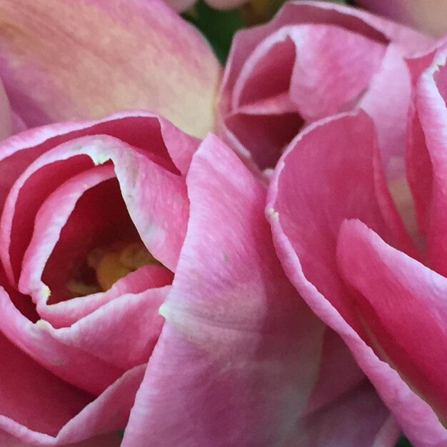 Close-up of pink rose blooming outdoors