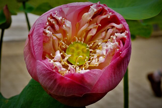 Close-up di una rosa rosa in fiore all'aperto