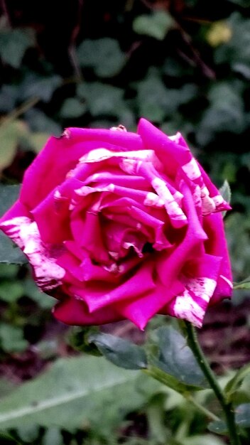 Close-up of pink rose blooming outdoors