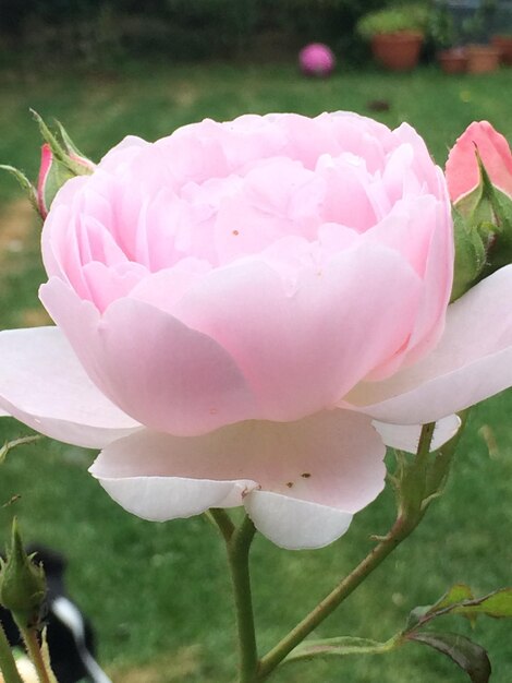 Close-up of pink rose blooming outdoors