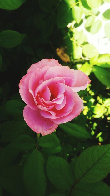 Foto close-up di una rosa rosa in fiore all'aperto