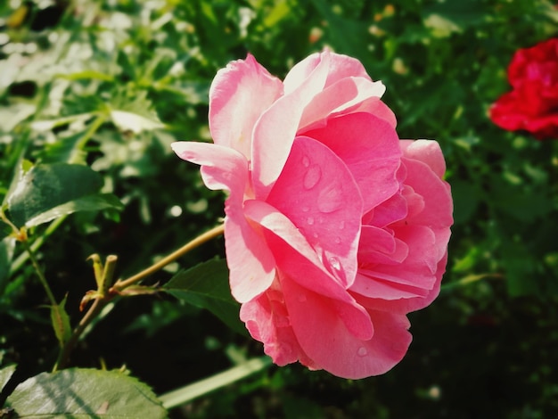 Photo close-up of pink rose blooming outdoors