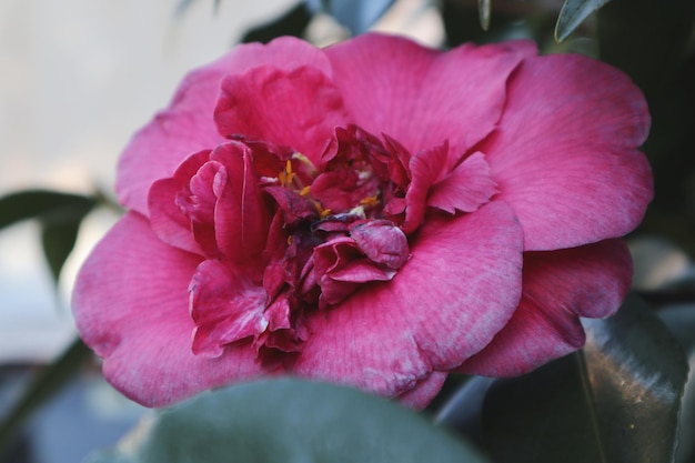 Foto close-up di una rosa che fiorisce all'aperto