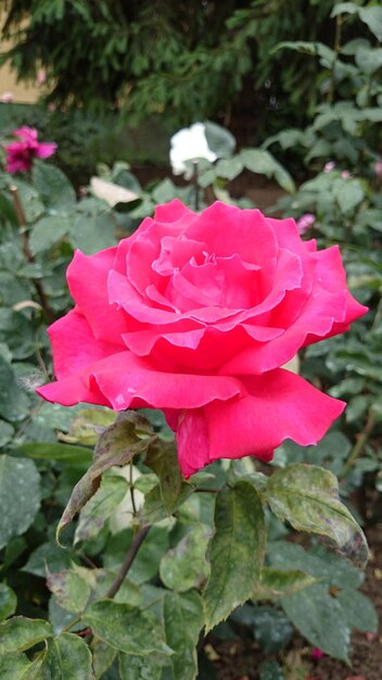 Foto close-up di una rosa rosa in fiore all'aperto