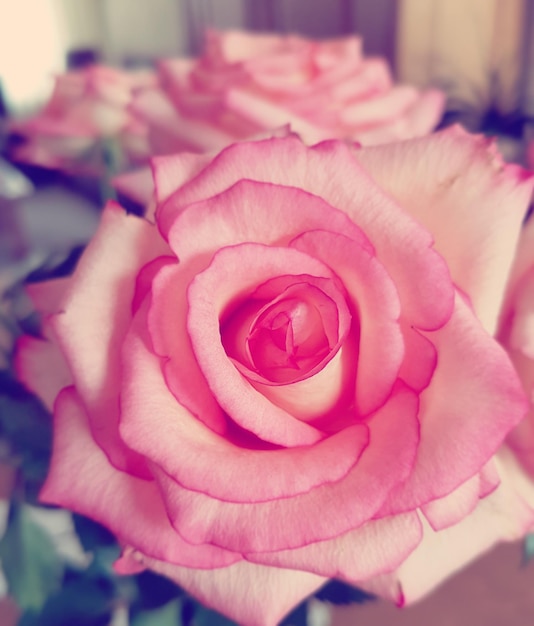 Close-up of pink rose blooming outdoors