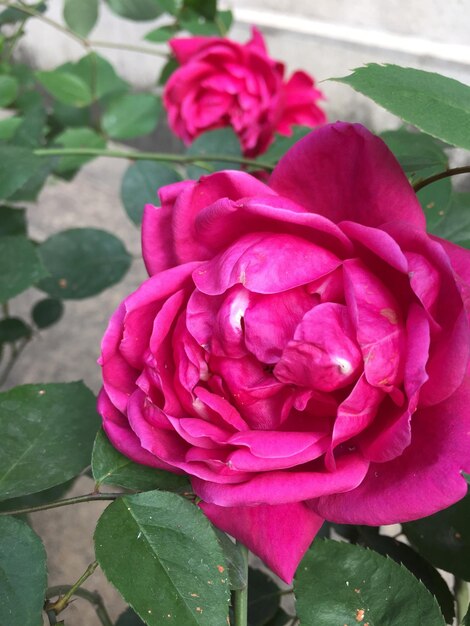 Close-up of pink rose blooming outdoors