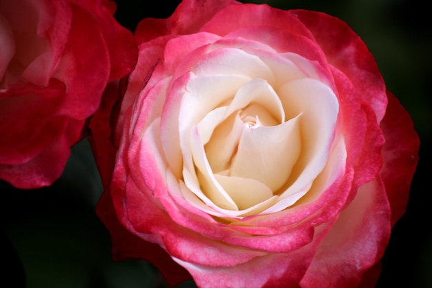 Foto close-up di una rosa rosa in fiore all'aperto