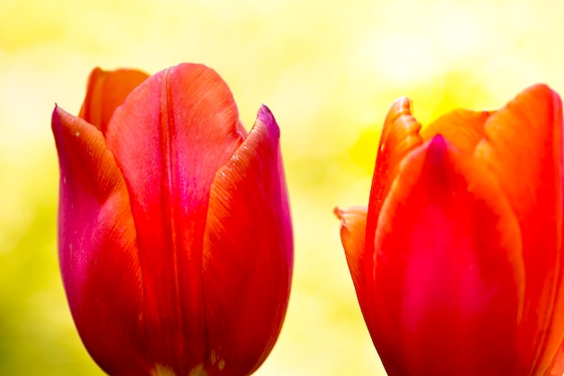 Foto close-up di una rosa che fiorisce all'aperto