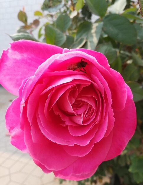 Close-up of pink rose blooming outdoors