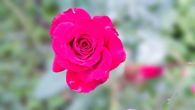 Close-up of pink rose blooming outdoors