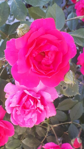 Close-up of pink rose blooming outdoors