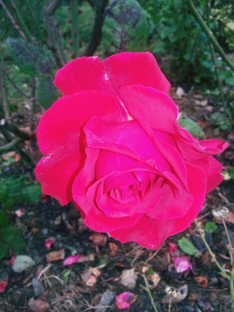 Photo close-up of pink rose blooming outdoors