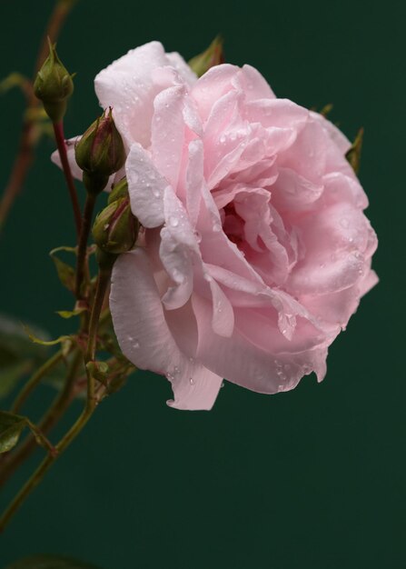 Close-up of pink rose blooming outdoors