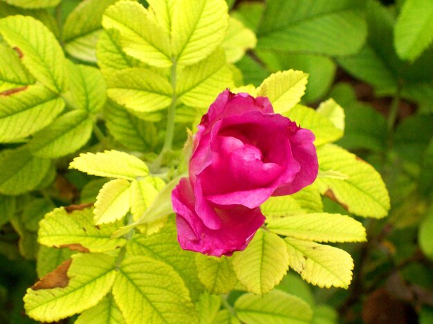 Close-up of pink rose blooming outdoors