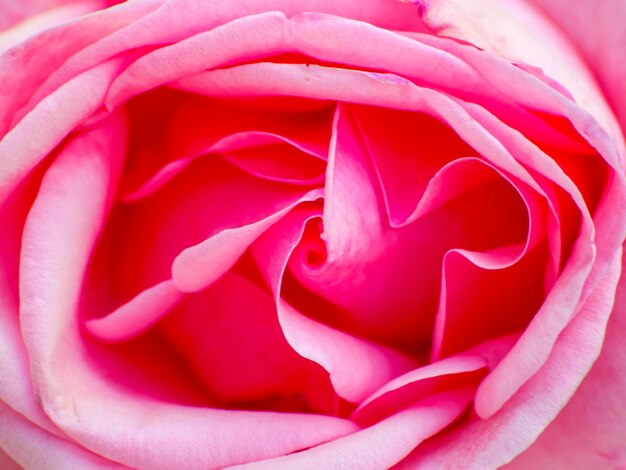 Close-up of pink rose blooming outdoors