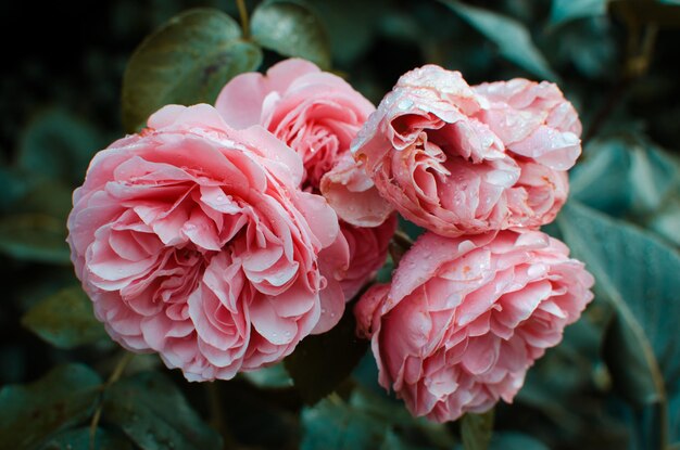 Foto close-up di una rosa rosa in fiore all'aperto