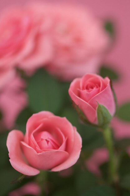 Photo close-up of pink rose blooming outdoors