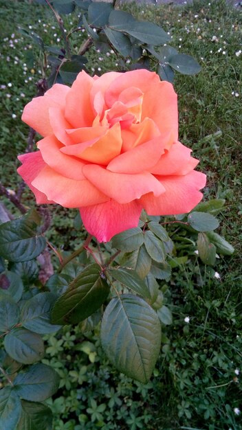 Close-up of pink rose blooming outdoors