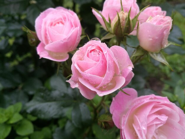 Close-up of pink rose blooming outdoors