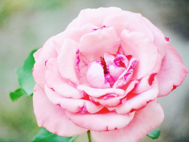 Foto close-up di una rosa rosa in fiore nel parco