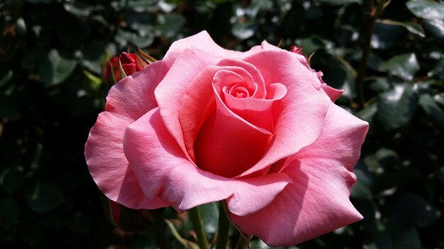 Photo close-up of pink rose blooming in park