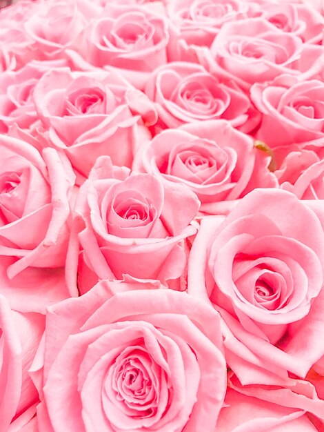 Photo close-up of pink rose bouquet